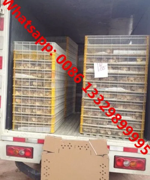 Good Price SINO TRUK HOWO 25,000 Poultry Day Old Chicks Transported Vehicle for Hatcheries photo-3