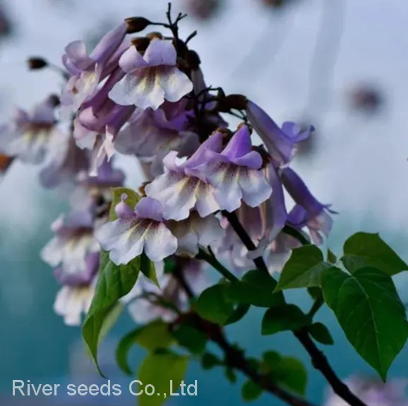 Wholesale Chinese Ornamental Tree Paulownia Seed Hybrid 9501 Shan Tong Paulownia Seeds for Planting