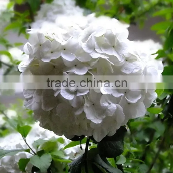 Newest OEM Top Sell White Hydrangea Bouquet photo-3