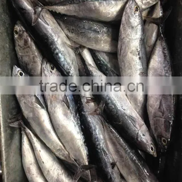 Small Size Sea Frozen Bonito Fishing Products photo-2