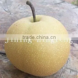 2016 Good Quality of the ya Pear photo-6