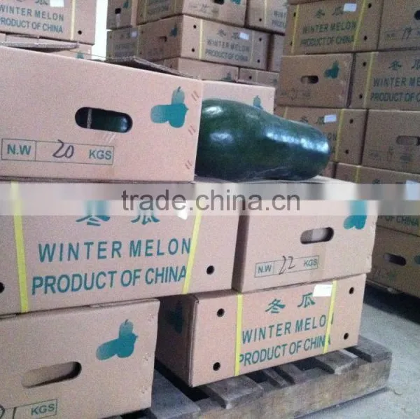Chinese Fresh Winter Melon Fresh Wax Gourd Export photo-5