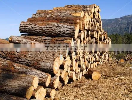 Pine or Birch Wood Logs photo-2