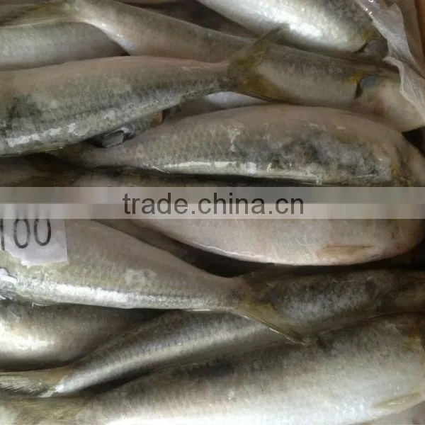 New Coming Fish WR Sardine 8-10pcs/kg for Bait/market photo-2