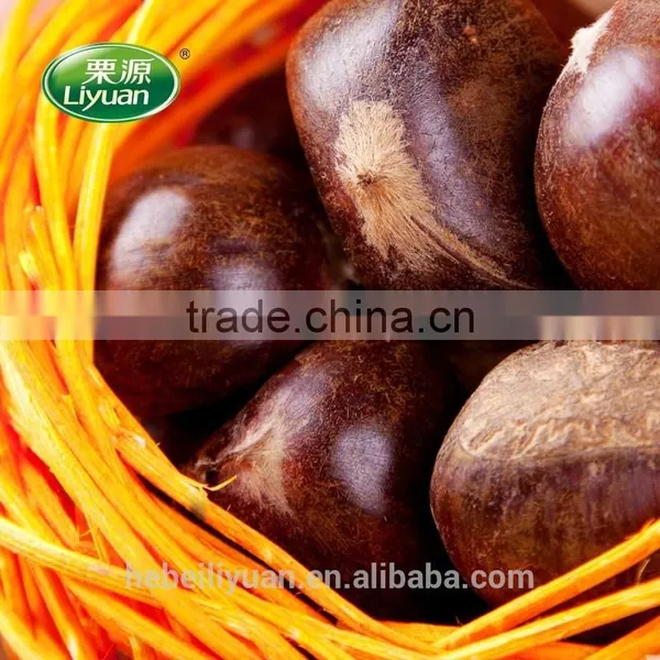 Hot Sale Top Quality Chinese Fresh Chestnuts, Sweet and Easy Peeling