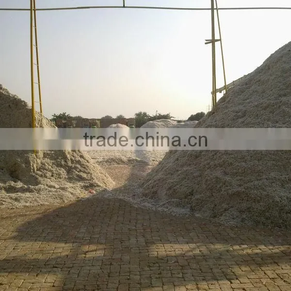Cotton Seed photo-6