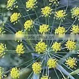 Fennel Oil