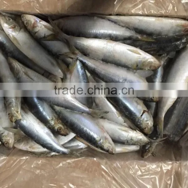 Sardine photo-2