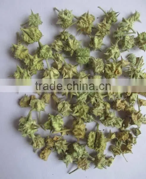 TRIBULUS TERRISTRIS photo-3