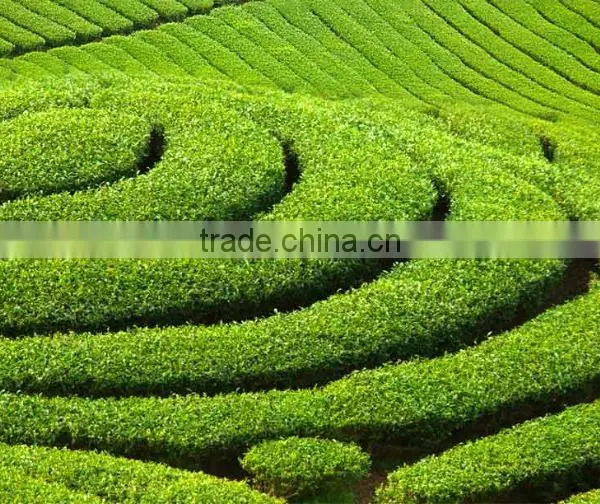 Green Tea To Make You From Fat To Fit photo-2