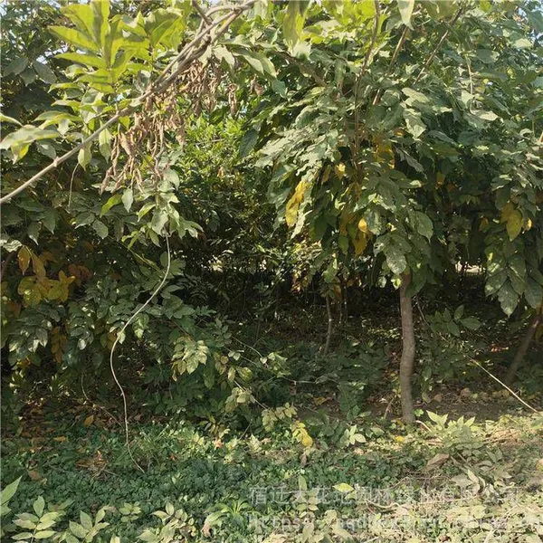 This Year, the Price of a Wisteria Sapling With a Ground Diameter of 1 Cm, a Climbing Plant in Jiangsu Area, From a Ground Cover Plant Base photo-3