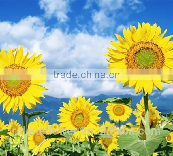Hot Sale New Product China Fresh Sunflower Flower for Wedding Decoration photo-3