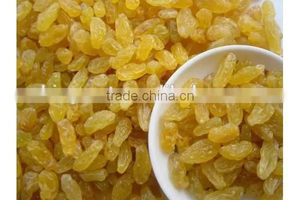 Chinese Dried Golden Raisins With Best Price photo-3