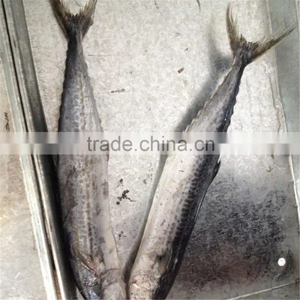 IQF Frozen Fish Spanish Mackerel on Sale