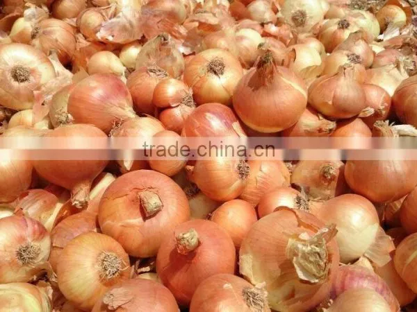 Selling 2016 ONION ( Red - Yellow - Gold ) photo-3
