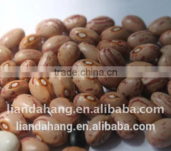 ADZUKI BEAN photo-6