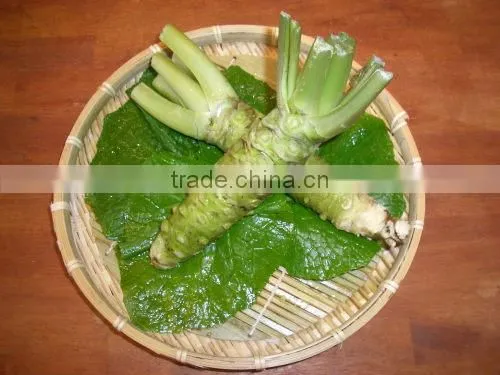 Japanese Fresh and Dried Horseradish photo-2