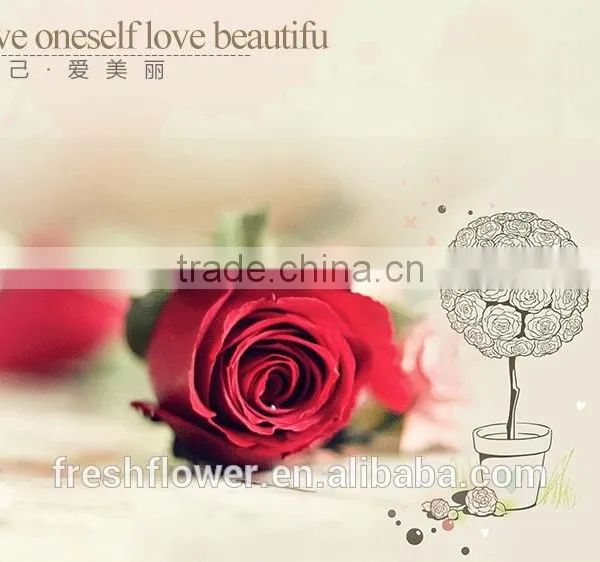 Export Cut Fresh Flower of Red Rose Flower From China photo-4