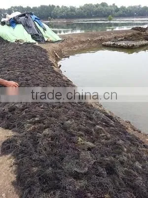 Indonesian Dried Gracilaria Seaweed