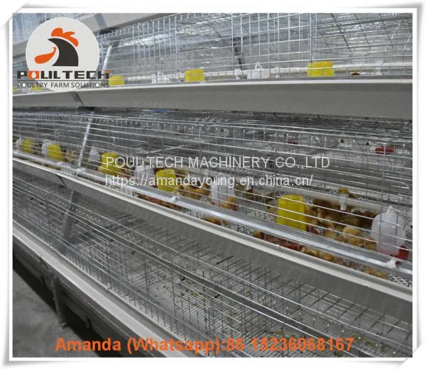Laos Poultry Farming Baby Chick Cage & A Frame Automatic Small Chicken Cage & Pullet Coop Used in Chicken Shed photo-2