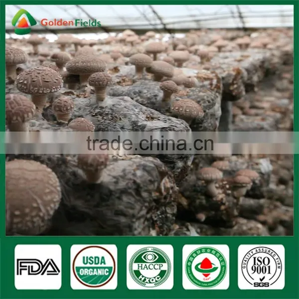 Shiitake Mushroom Chips,Wild Mushroom,Champigno Mushroom Cultivation photo-6