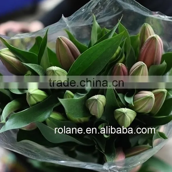 Cheap And Good China Hot Selling Fresh Cut Lilium From YUNNAN Planting Base photo-5
