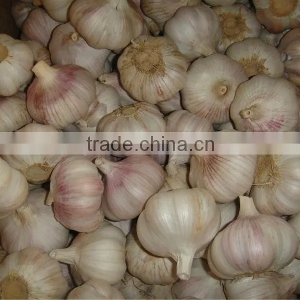 WHOLESALE GARLIC photo-2
