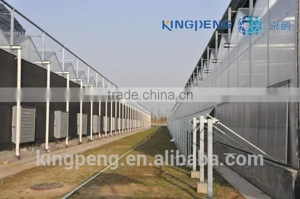 Multi Span Glass Greenhouse for Tomato Production photo-2