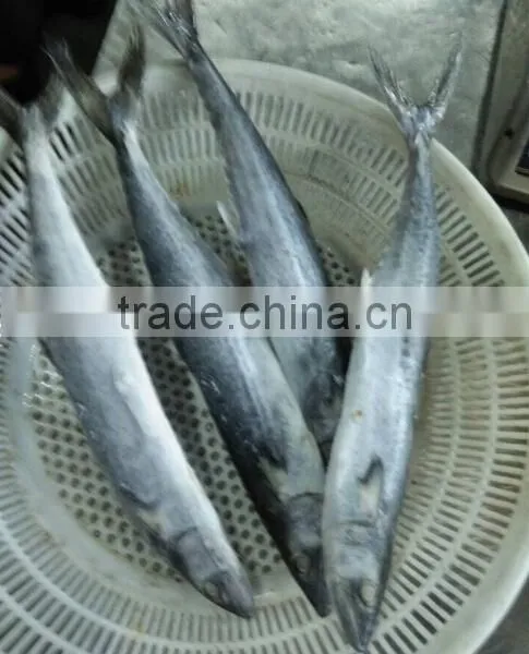 Seafood WR Frozen Spanish Mackerel Frozen Seafood
