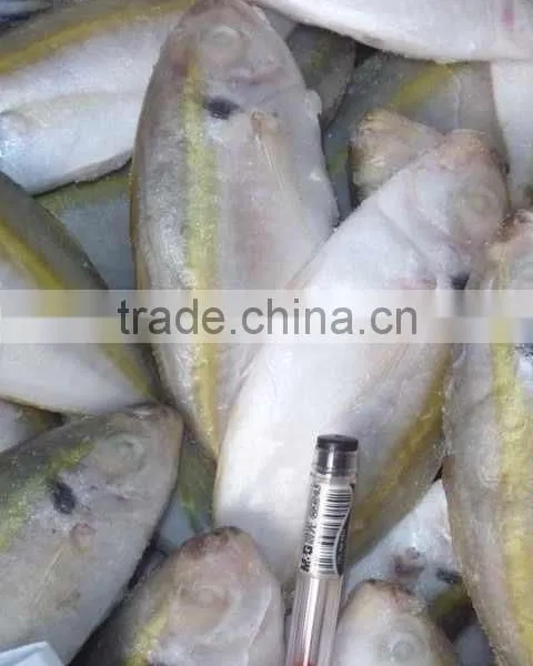 Sea Fish of Horse Mackerel photo-3