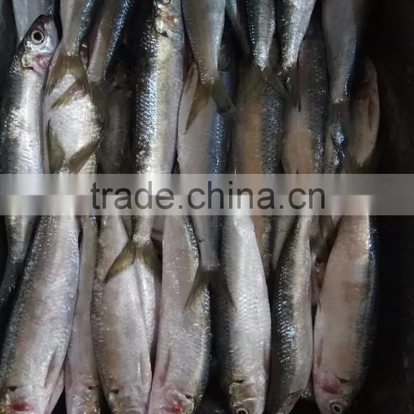 Canned Sardine Fish Frozen Sardine for Canning photo-5