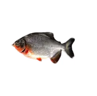 Frozen Red Pomfret