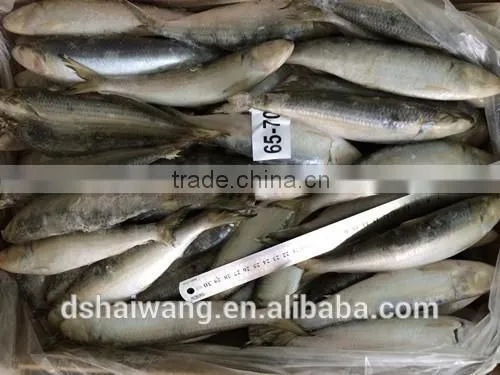 Landing Frozen Sardine Fish With Size 150 - 190 Pcs / 10 kg photo-4