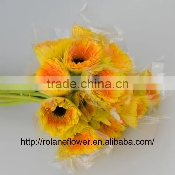 Cheap And Good High Quality Gerbera Flowers Yellow Color For Mother's Day - Champagne photo-2