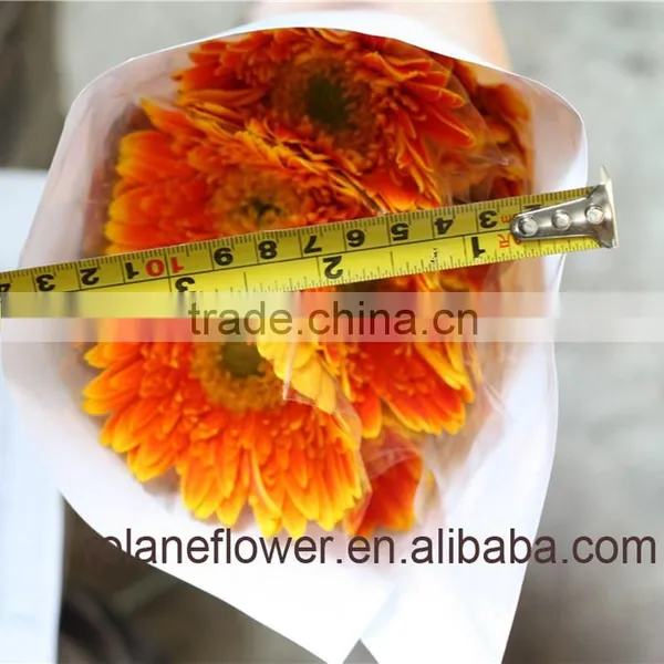 Different Color Of High Quality Fresh Gerberas Golden Color For Global Distribution photo-4