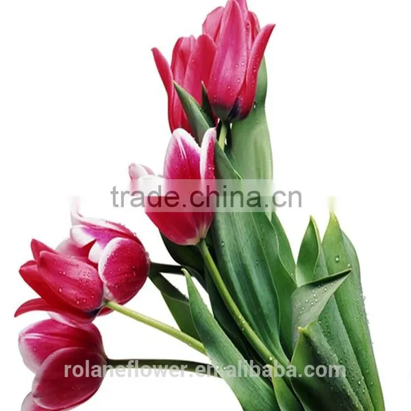 the Most Popular Classial Fresh Cut Red Tulip Flower photo-3