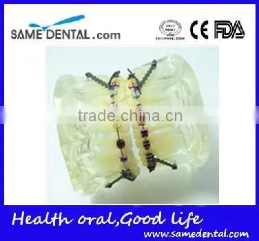 Dental Model Transparent Orthodontic Models Dental Eduction Assitant No. DEA-08 photo-3