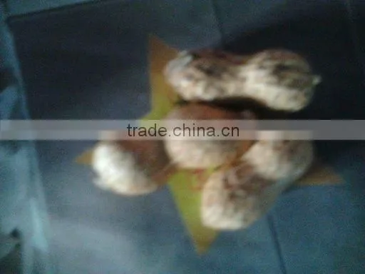 Groundnut