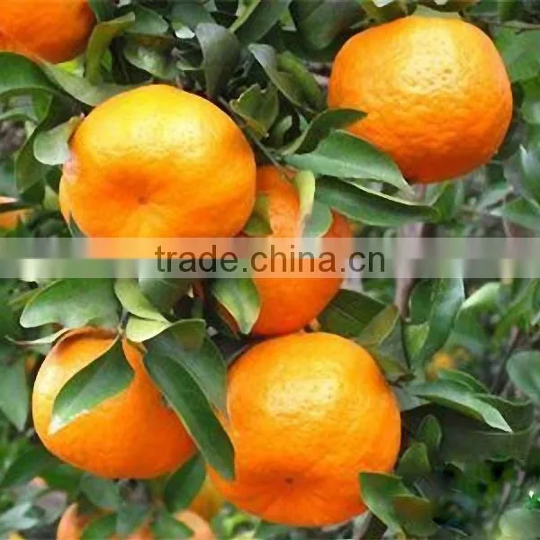 Food Grade Bitter Orange Peel Extract ISO, GMP, HACCP, KOSHER, HALAL Certificated. photo-2