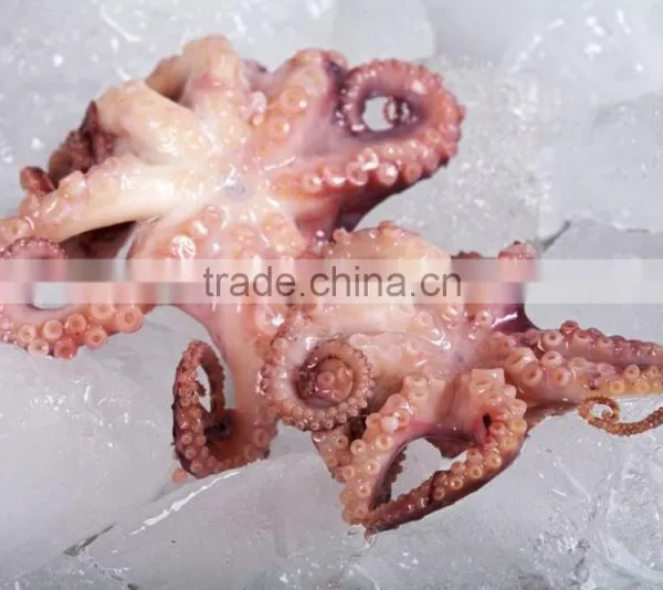 Frozen Baby Otopus IQF photo-2