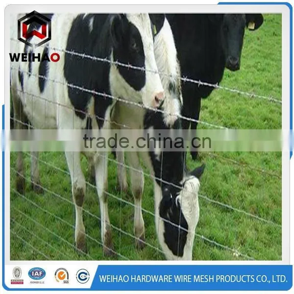 Professional Maker Best Competitive Price Galvanized Barbed Wire photo-4