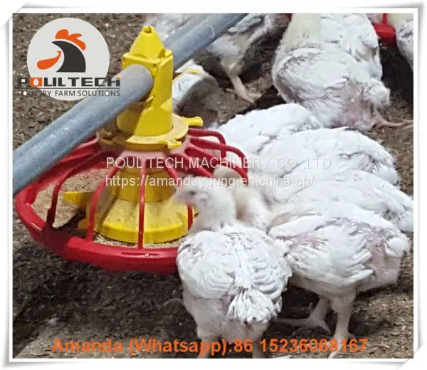 Colombia Chicken House Poultry Farming Equipment Broiler Floor Raising System & Chicken Deep Litter System With Automatic Drinking & Feeding Pan System in Chicken Coop photo-3