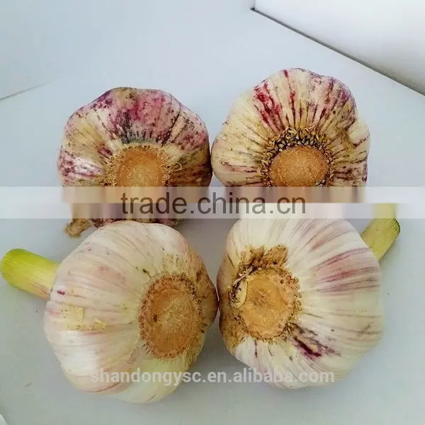 Export Fresh Garlic From Jinxiang, Best Quality Chinese Garlic photo-5