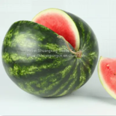 SX Grafted and Blight Resistance Watermelon Seed for Sale photo-2