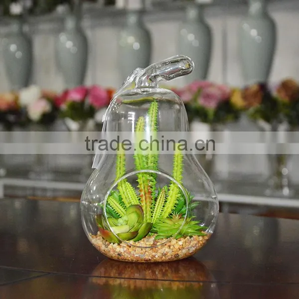 Indoor Flowering Cactus Succulent Glass Terrarium Vase Bonsai for Sale