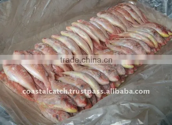 FROZEN JAPANESE THREAD FIN BREAM (JTB) WHOLE SEMI IQF