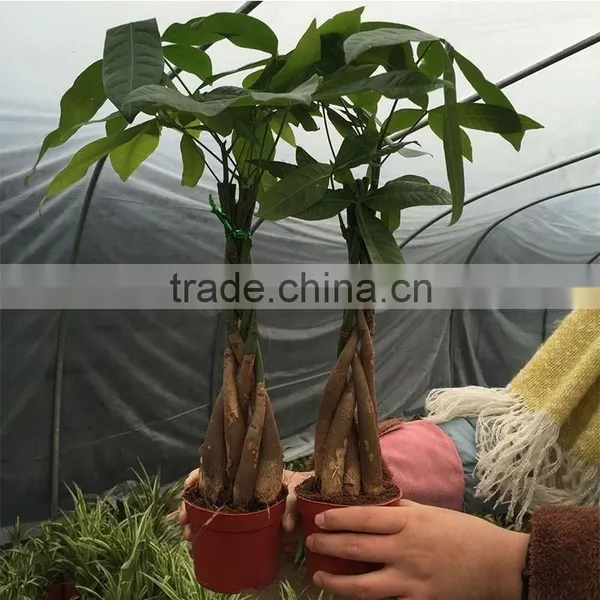 Pachira Macrocarpa Outdoor Tree Manufacture photo-6