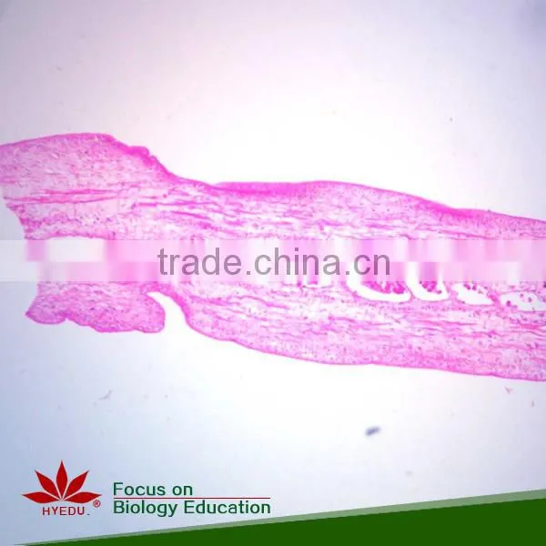 Teaching and Lab Science Individual Histology Slides Microscope Accessories photo-3