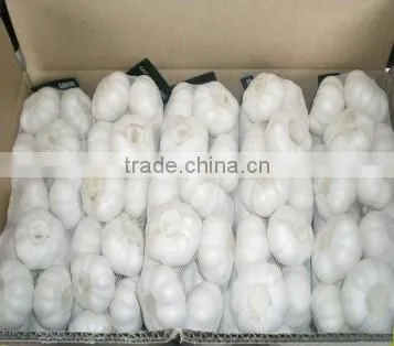 Cheap Wholesale Natural White Fresh Garlic Supplier photo-4
