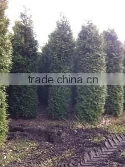 Thuja Brabant Occidentalis A Quality photo-3